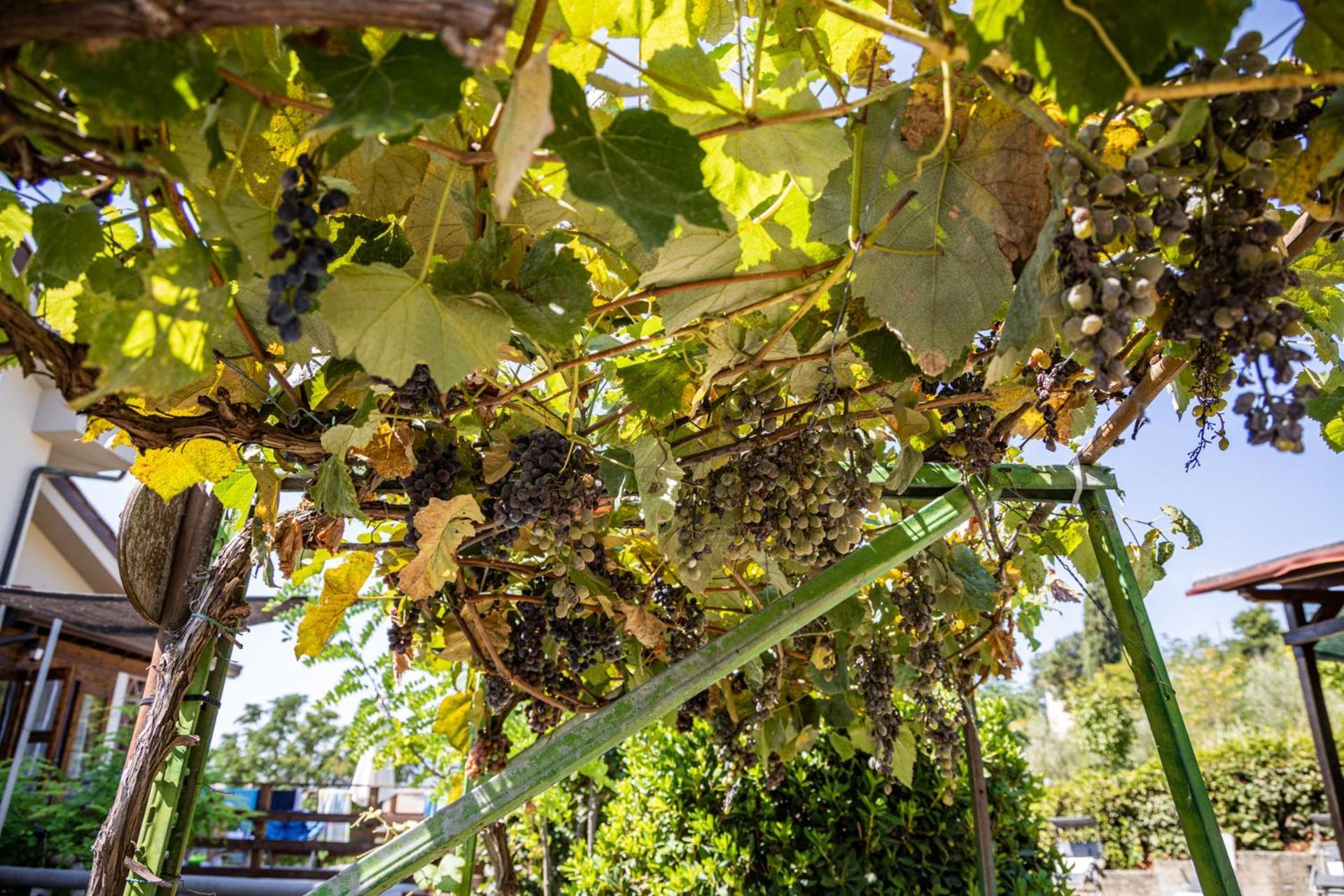 Sole Verde Green House Terricciola Dış mekan fotoğraf